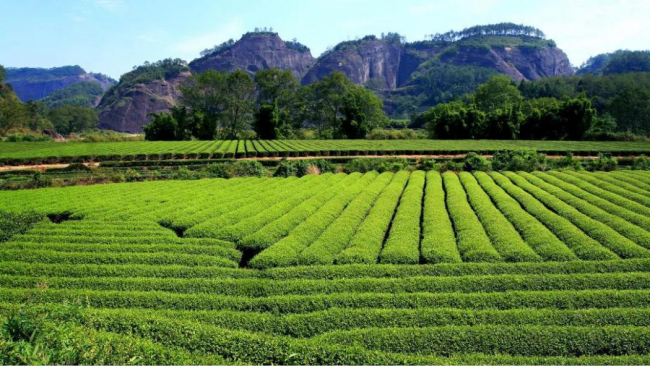 广东省粤东茶山公司，传统茶产业的现代化探索