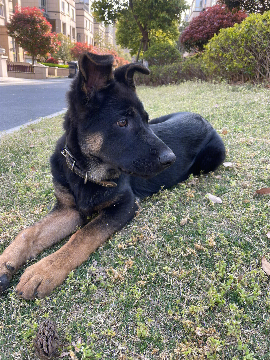 三个月大的德国牧羊犬图片欣赏